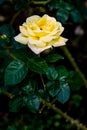 Peace Rose or Yellow Rose in Garden Royalty Free Stock Photo