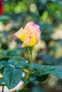 Peace Rose or Yellow and Pink Rose in Garden Royalty Free Stock Photo