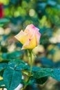 Peace Rose or Yellow and Pink Rose in Garden Royalty Free Stock Photo