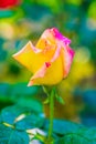 Peace Rose or Yellow and Pink Rose in Garden Royalty Free Stock Photo