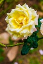 Peace Rose or Yellow and Pink Rose in Garden Royalty Free Stock Photo
