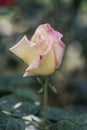 Peace Rose or Yellow and Pink Rose in Garden Royalty Free Stock Photo