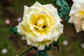 Peace Rose or Yellow and Pink Rose in Garden Royalty Free Stock Photo