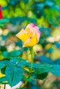 Peace Rose or Yellow and Pink Rose in Garden Royalty Free Stock Photo