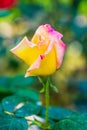 Peace Rose or Yellow and Pink Rose in Garden Royalty Free Stock Photo