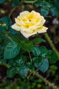 Peace Rose or Yellow Rose in Garden Royalty Free Stock Photo