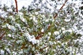 Peace and tranquility in winter park with green pine branches covered with snow Royalty Free Stock Photo