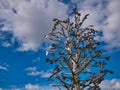 The Peace Tree in Ebrington Square, Derry - Londonderry, Northern Ireland. A 7m high sculpture featuring peace pledges written by