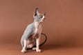 Peaceable male kitty of blue and white color of Canadian Sphynx breed sitting on brown background.