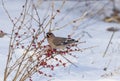 Peacebird during the winter months