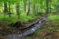 Peacefuk forest stream flow down among stones Royalty Free Stock Photo