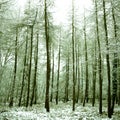 peaceful alpine forest covered in snow,