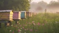 Peaceful apiary among wildflowers. Bee hives in a sunlit meadow. Beekeeping. Concept of apiculture, honey farming Royalty Free Stock Photo