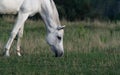 Peaceful Arabian Horse Royalty Free Stock Photo