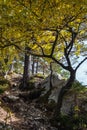 Peaceful autumn Alps mountain forest and Traunsee lake in far view from Kleiner Sonnstein rock summit, Ebensee, Upper Austria Royalty Free Stock Photo