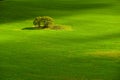 Peaceful autumn green meadow, beautiful nature