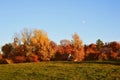 Peaceful autumn landscape with a house surrounding by golden trees