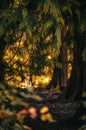 Peaceful autumn scene of a winding path surrounded by vibrant colors of fall foliage Royalty Free Stock Photo