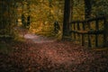 Peaceful autumn scene of a winding wooded path surrounded by vibrant colors of fall foliage Royalty Free Stock Photo