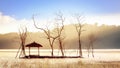 Peaceful background image of sun shines across widow trees Royalty Free Stock Photo