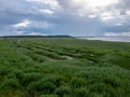 Peaceful beach dunegrass and storm clouds