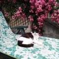 A peaceful black and white cat with a rambling rose