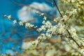 Peaceful bloom spring time garden scenic view of tree white flowers soft focus nature objects on branch with blurred unfocused Royalty Free Stock Photo