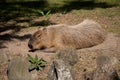 Peaceful brown-furred capybara resting atop the grassy terrain.