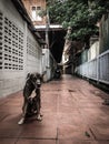 Stray dog in Bangkok.