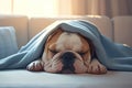 Peaceful bulldog napping under a warm blanket in tranquil slumber