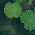 Peaceful and calm concept . Composition of Green lotus leaves in Royalty Free Stock Photo