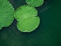 Peaceful and calm concept . Composition of Green lotus leaves in Royalty Free Stock Photo