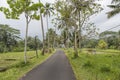 A peaceful and calm road leading to rain forest of Ubud Bali