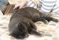 Peaceful cat sleeping near woman, who woring at home on computer, lying on the sofa. Work at home concept