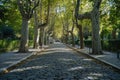 A peaceful cobblestone street featuring a row of trees and benches, creating a tranquil and inviting atmosphere, A cobbled pathway