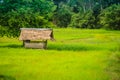 A peaceful cottage on rice farm with green background. Tranquilly green rice field and farmer hut background.