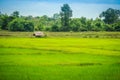 A peaceful cottage on rice farm with green background. Tranquilly green rice field and farmer hut background. Royalty Free Stock Photo