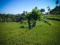 Peaceful Countryside Scenery In The Middle Of The Rice Fields At The Village