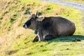 Peaceful cow relaxing in an open grassy pasture Royalty Free Stock Photo