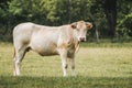 Peaceful cow standing in a field