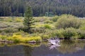 Peaceful still creek lowland near forest Royalty Free Stock Photo