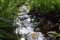Peaceful creek with a crystal-clear flow of water trickling down the stream with white flowers