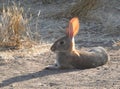 Peaceful day, wildlife, ,rabbits, cottontail