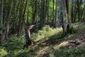 Peaceful deep beech forest summertime in Balvanyos, Transylvania Royalty Free Stock Photo