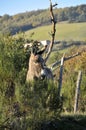 A peaceful donkey in the field