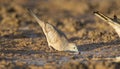 Peaceful Dove drinking at a waterhole