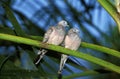 Peaceful Dove, geopelia placida, Adults standing on Branch, Australia