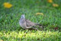 Peaceful Dove (Geopelia placida) Royalty Free Stock Photo