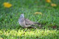 Peaceful Dove (Geopelia placida)