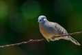 Peaceful Dove (Geopelia placida) , on Barbed Wire Fence